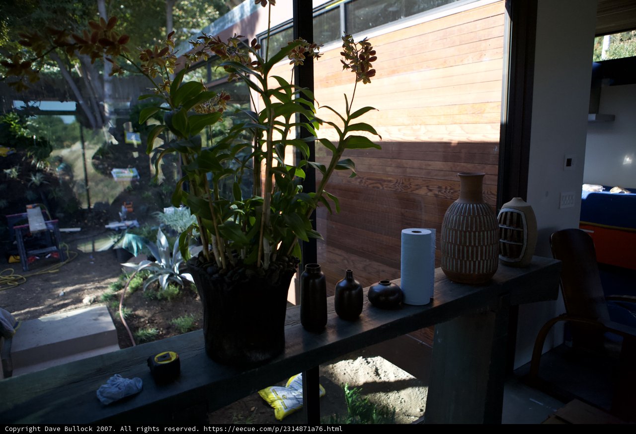 Indoor Plant on a Window Sill