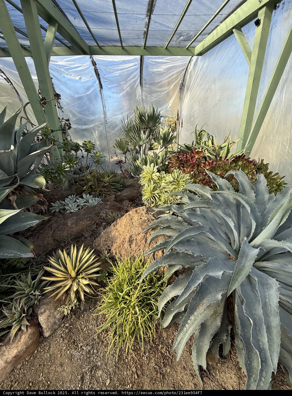 Tranquility in the Greenhouse