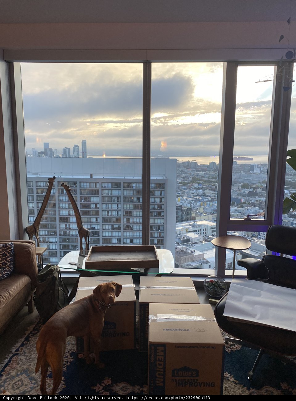Canine Comfort in the Urban Jungle