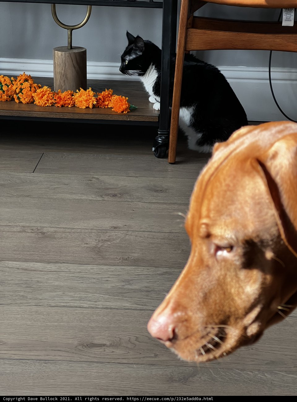 Interspecies Greeting