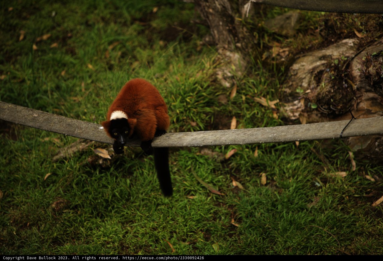 The Red Ruffed Lemur at San Francisco Zoo