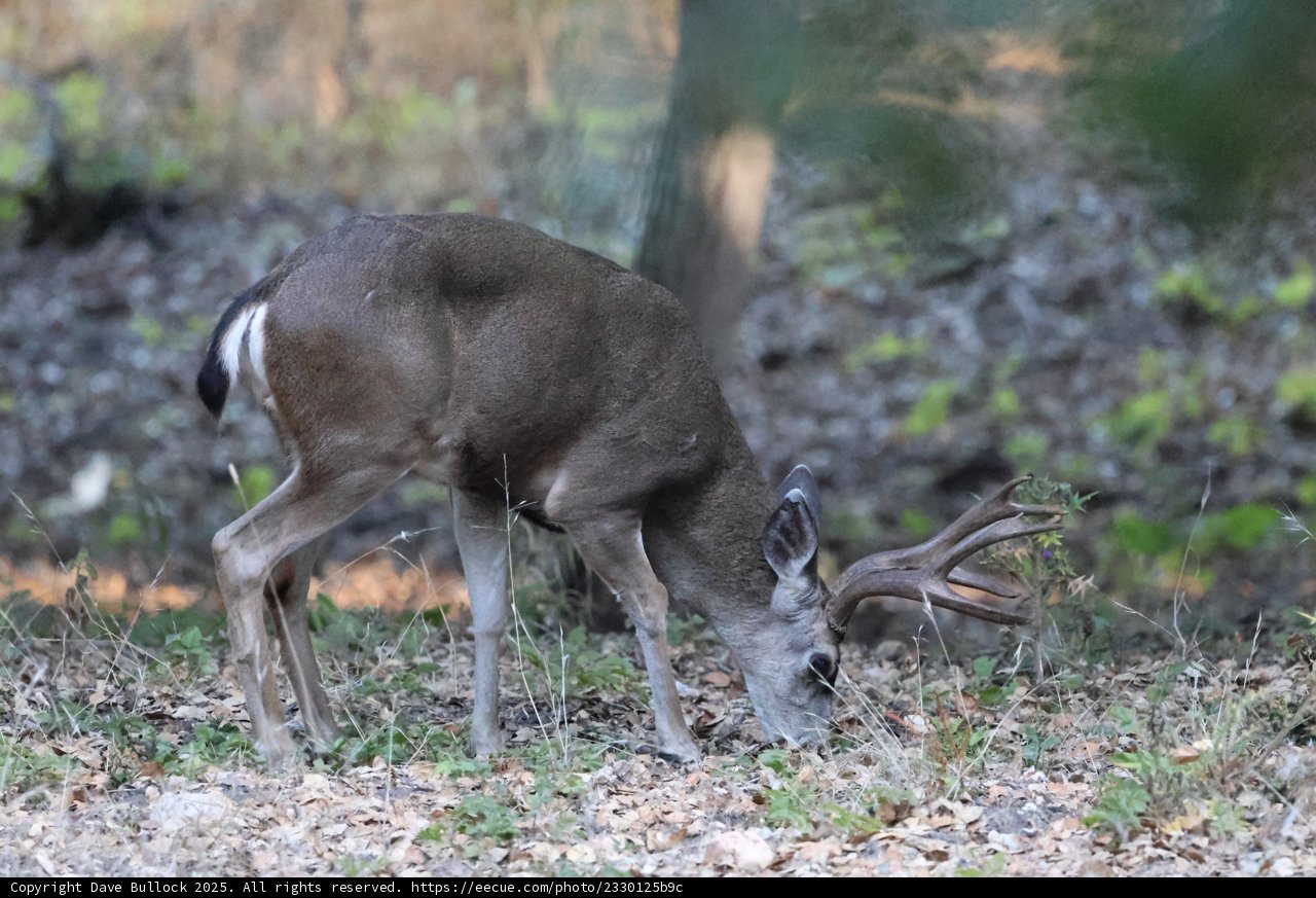 **Graceful Morning Grazer**