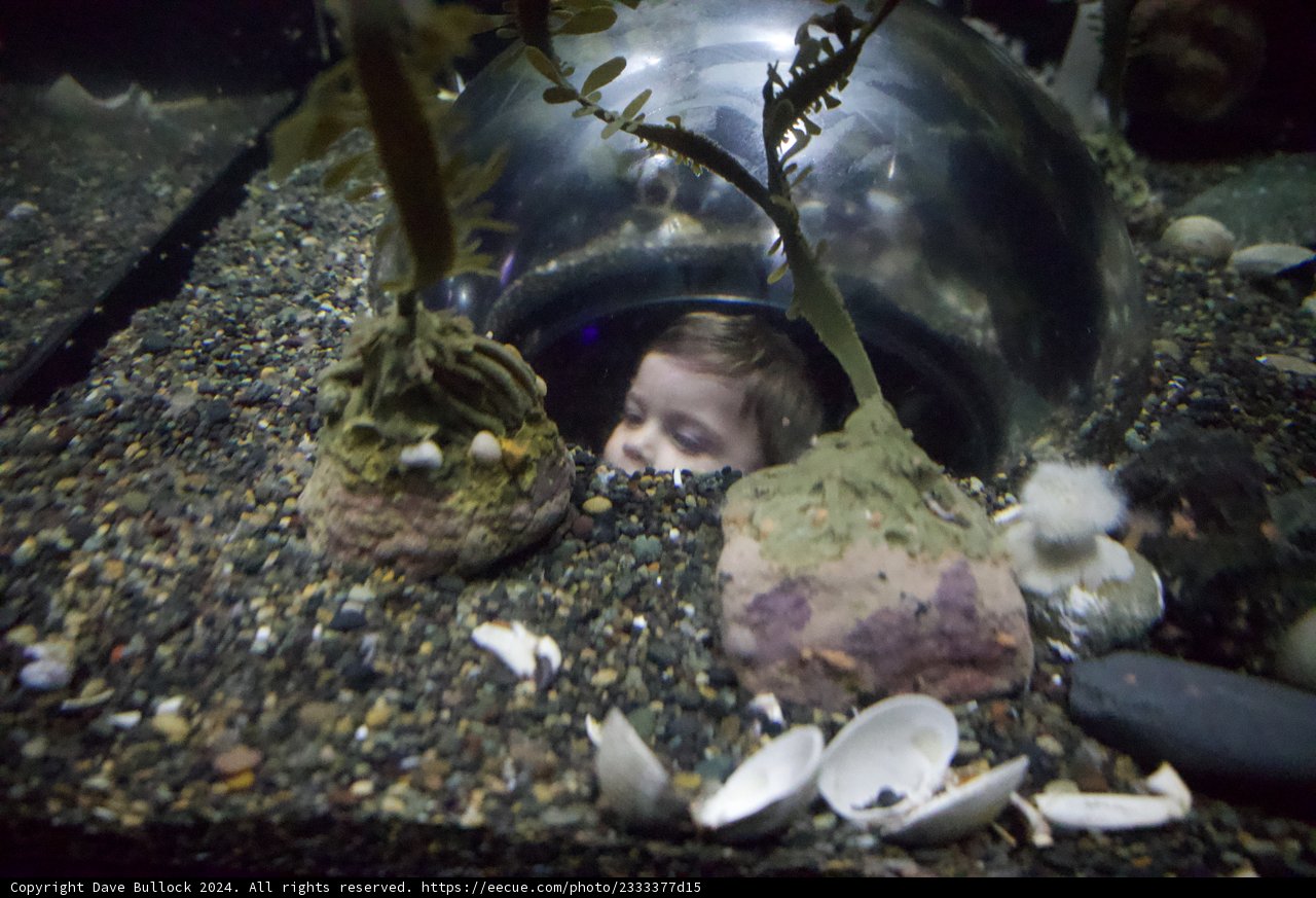 Underscored Curiosity: The Aquarium Exploration