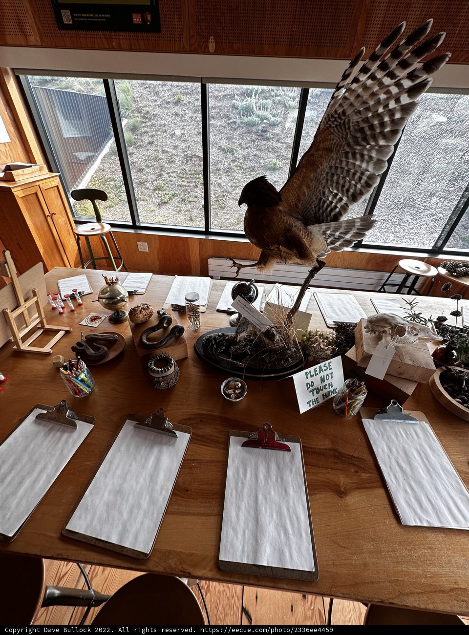 Majestic Hawk on a Wooden Tabletop