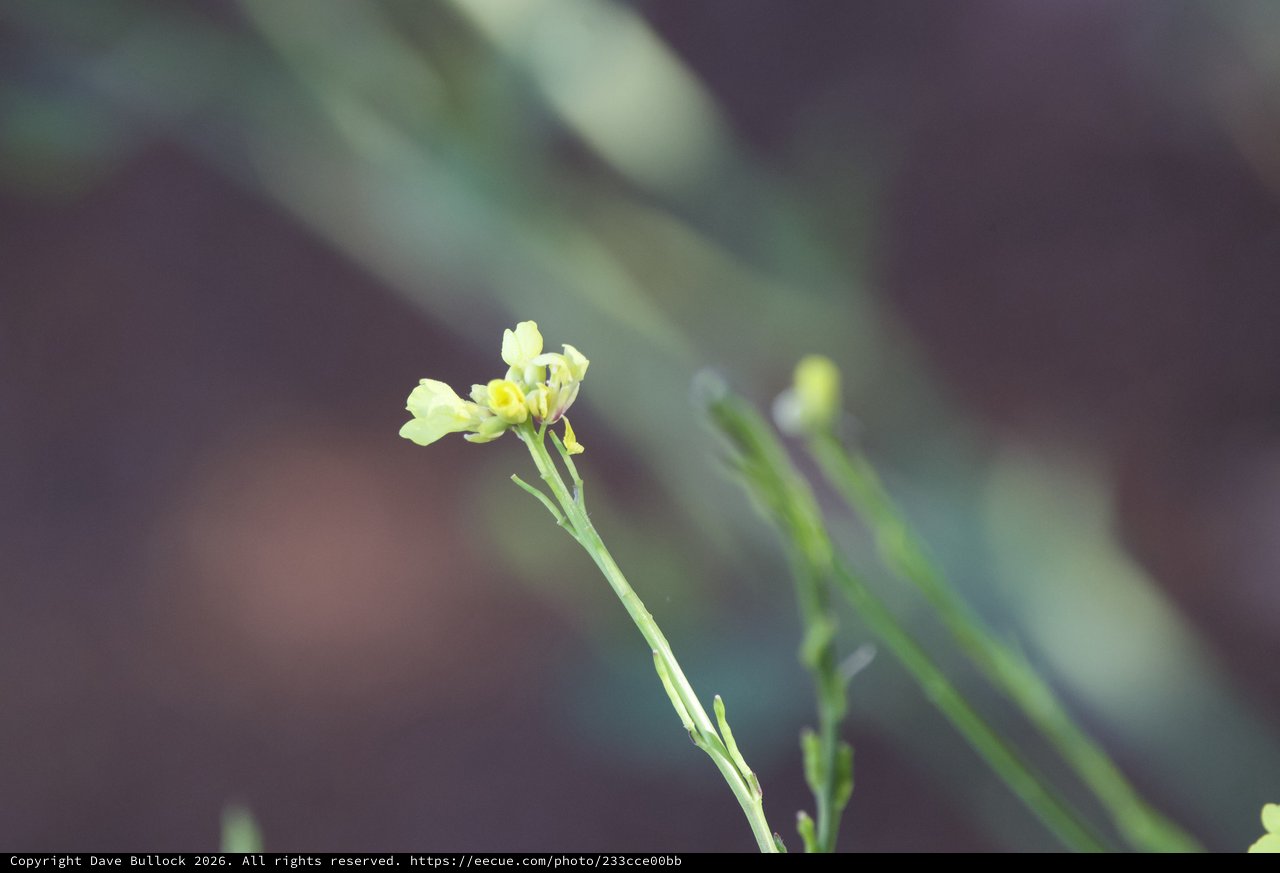 Delicate Wild Bloom on Mt. Diablo's Juniper Canyon Trail