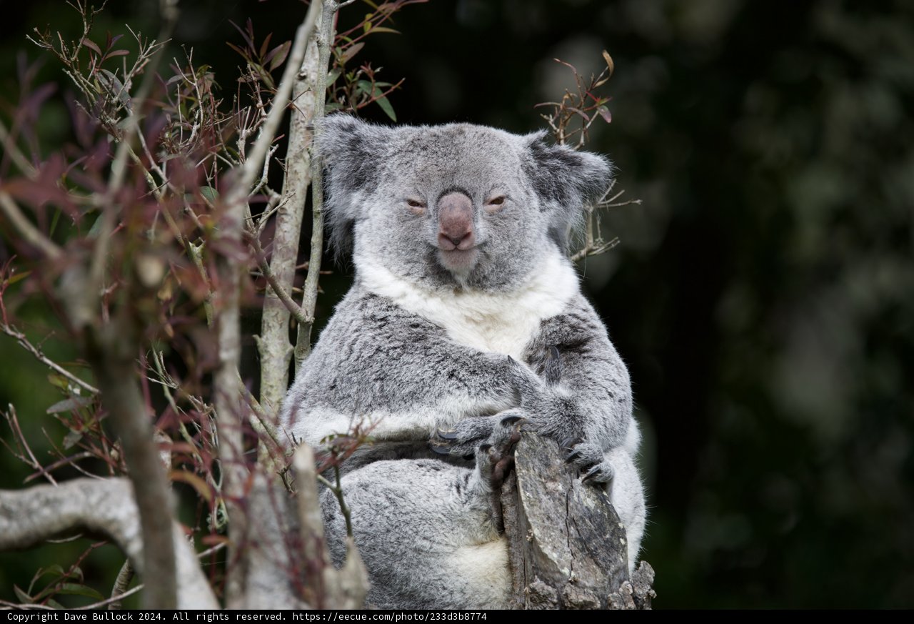 Koala Encounter at SF Zoo