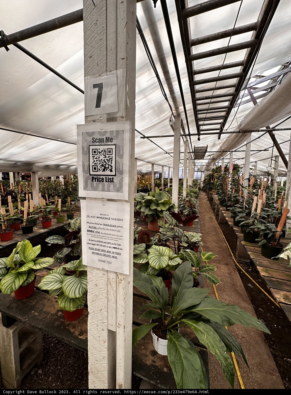 A Bountiful Garden of 9 Plants and More
