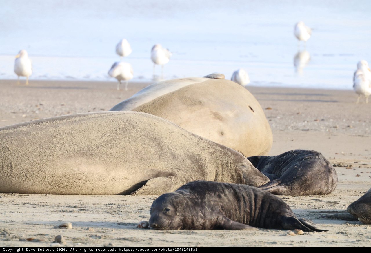 Elephant Seal Mother and Pups Resting at Drakes Beach