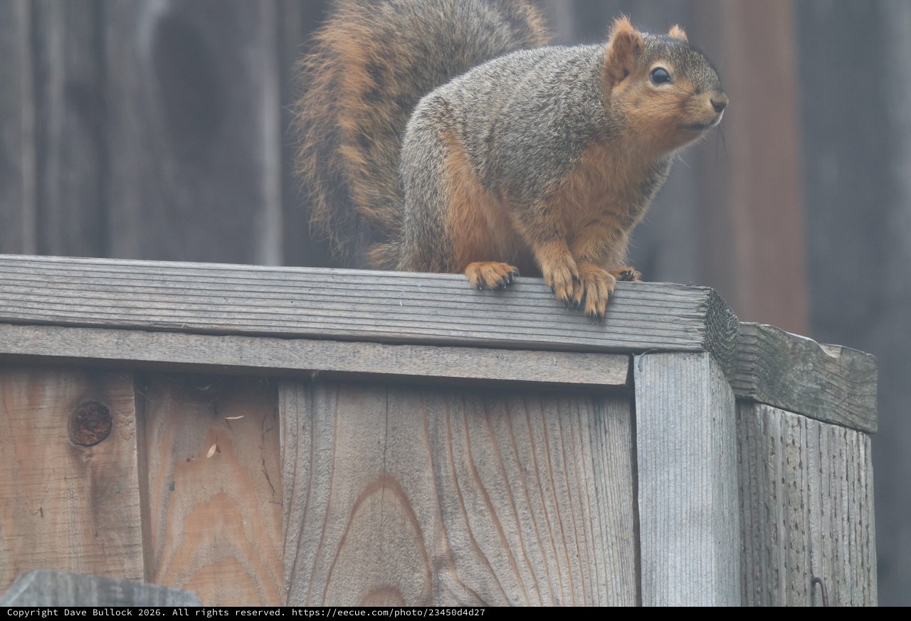 Fox Squirrel Perched Alert on Weathered Wooden Fence