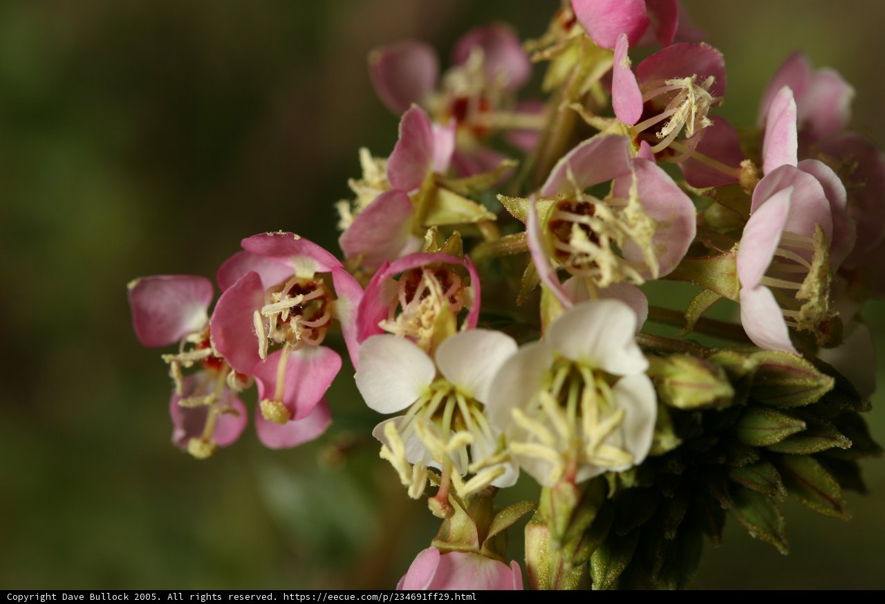 Blooming Beauties