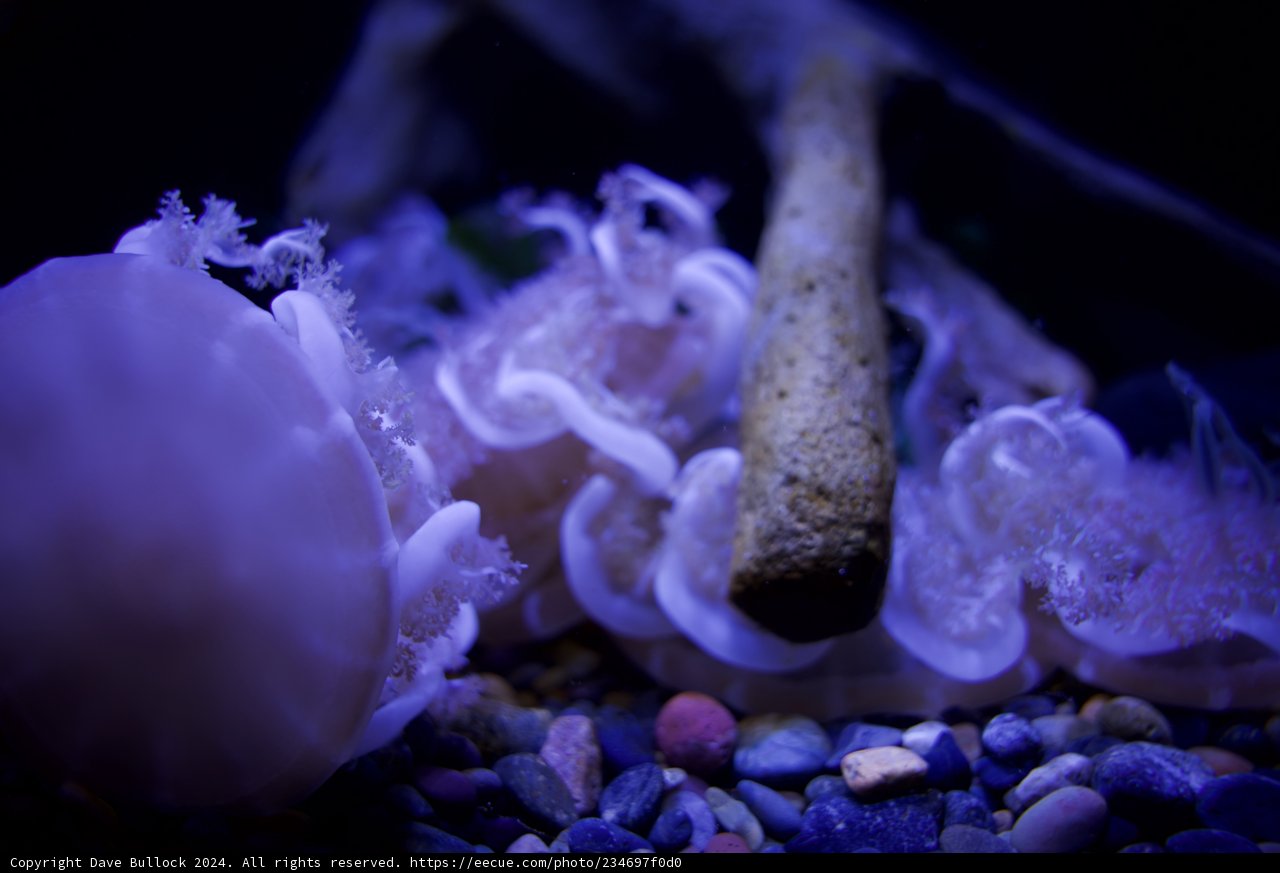 Majestic Jellyfish Encounter at Aquarium of the Bay, 2024