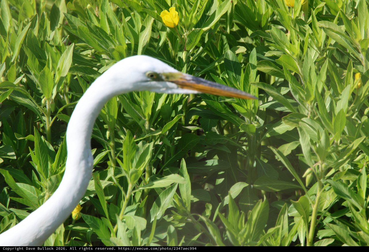 Great Egret Foraging in Lush Spring Wetland Meadow