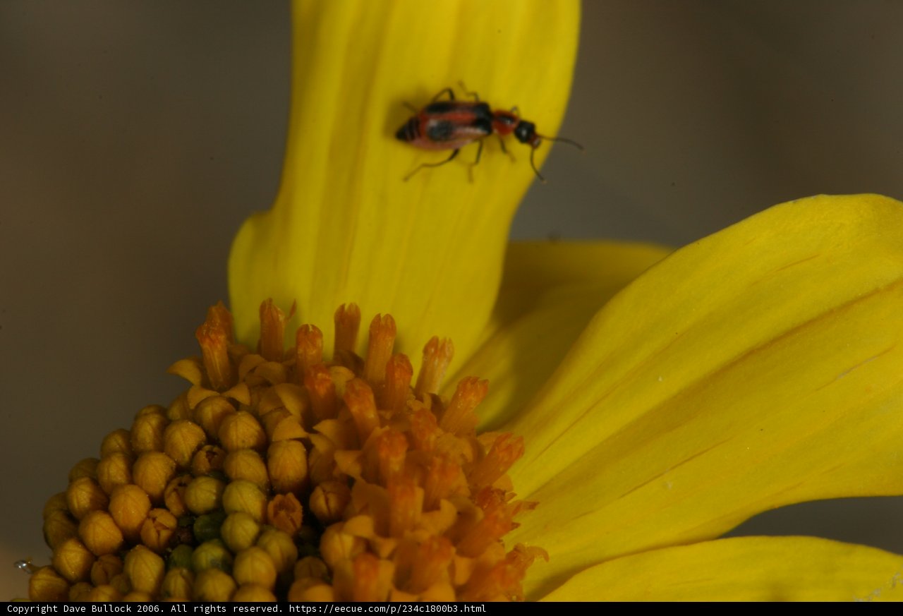 Pollinator on a Daisy