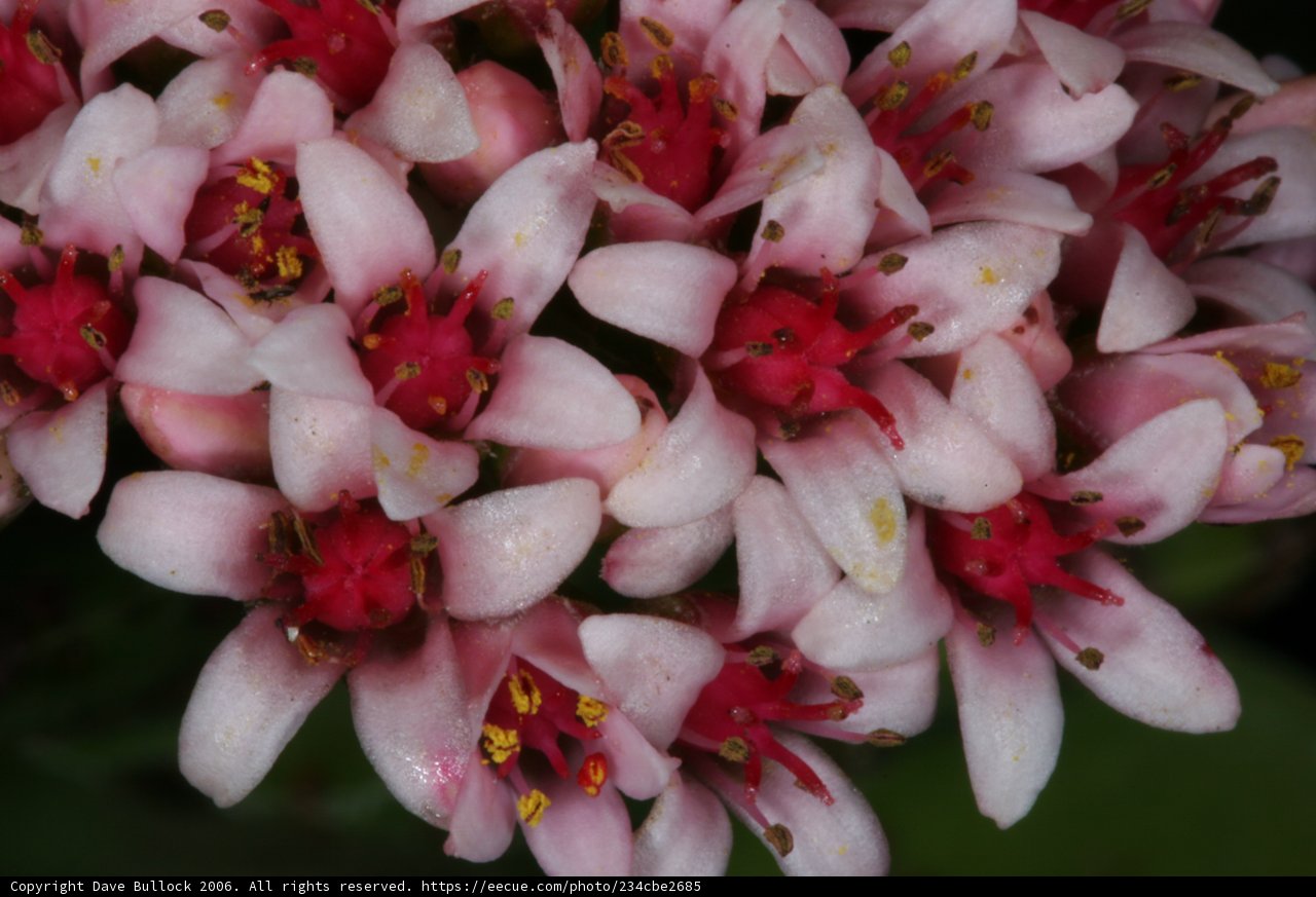 Pink Blossoms at Huntington Gardens