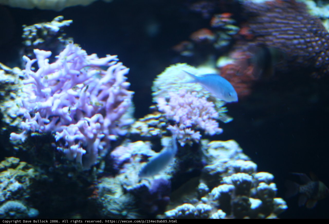 Magnificent Views of Life Underwater