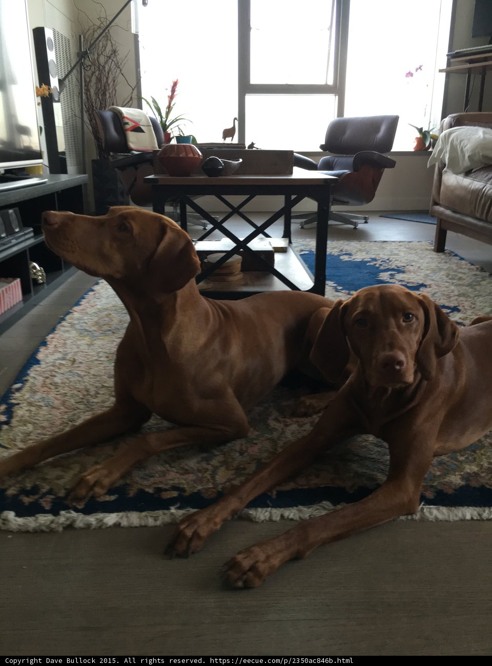 Vizsla Portrait