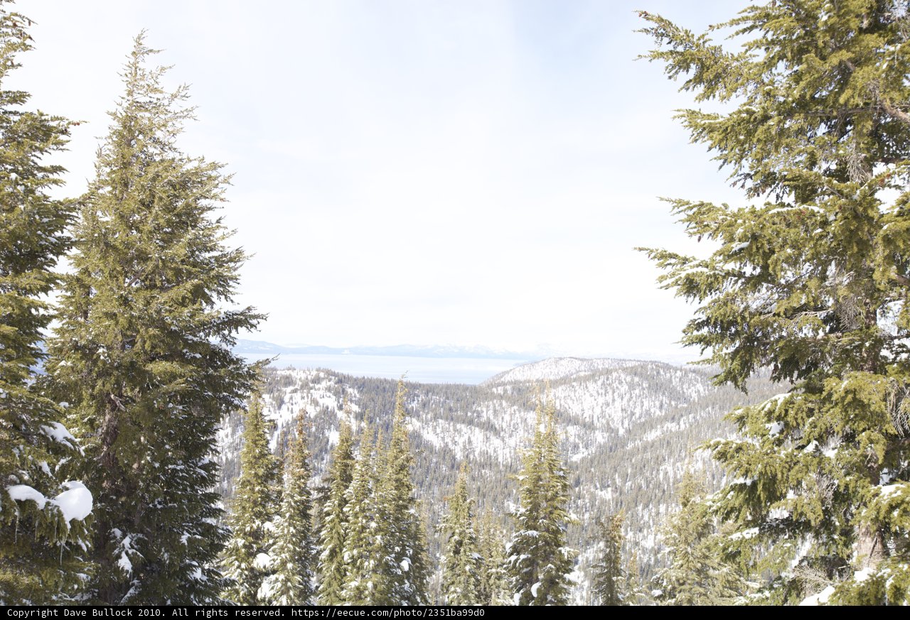 Majestic Evergreens in the Snowy Alpine Paradise