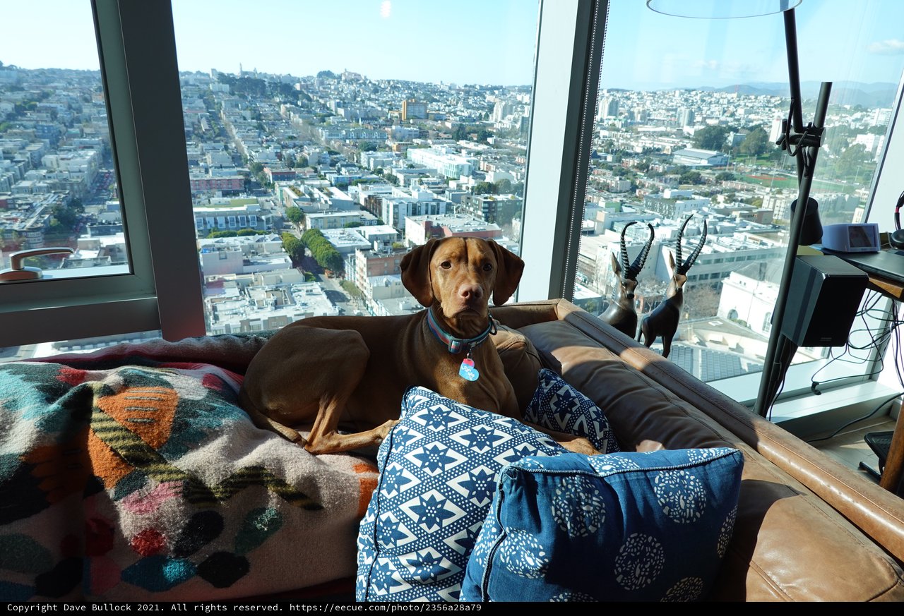 Dog Relaxing in High-Rise Apartment Overlooking City