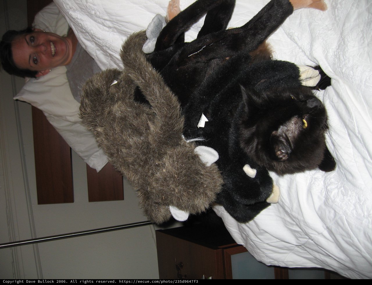 Black Cat Wearing Giant Spider Costume on Bed
