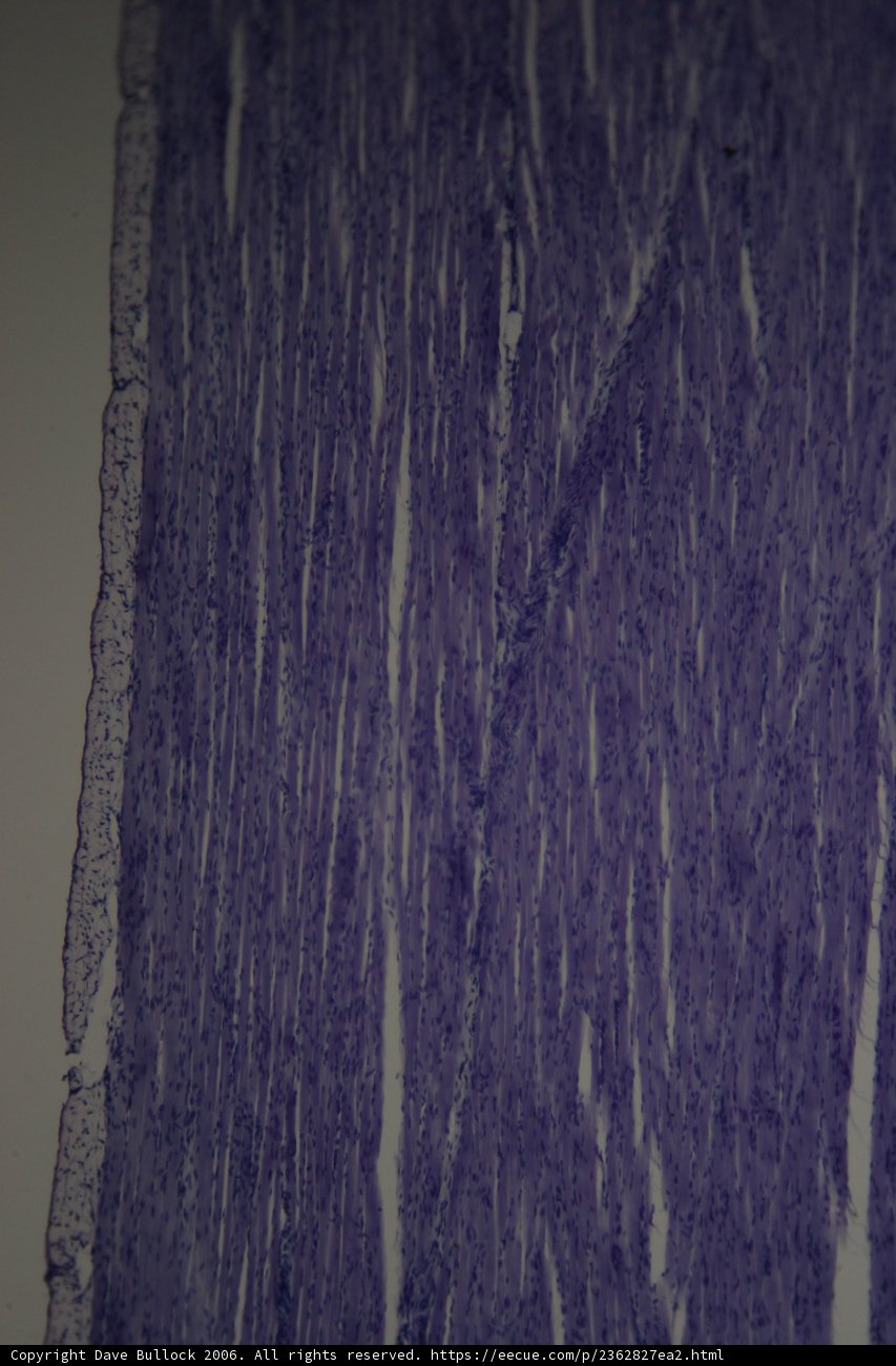 Shades of Purple