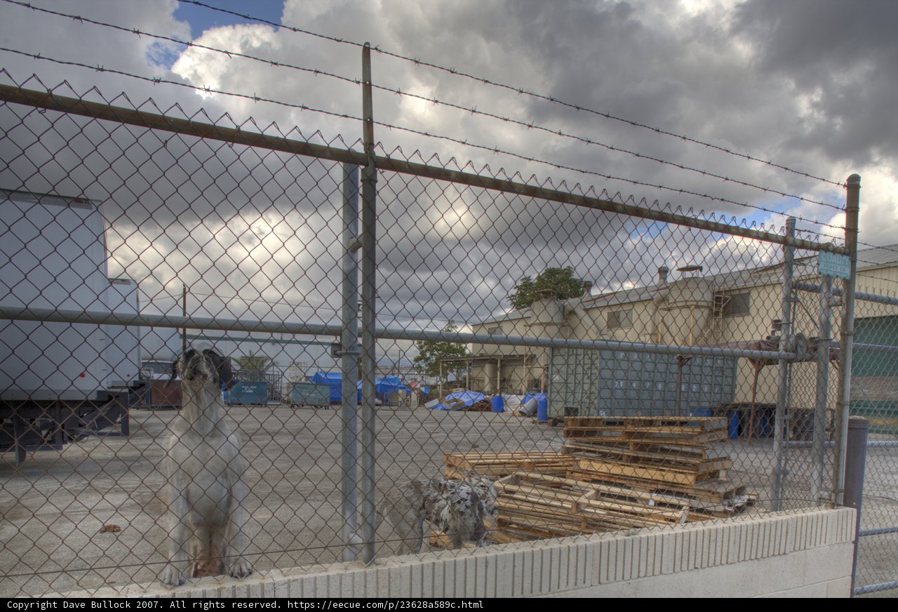 Fenced In Fido