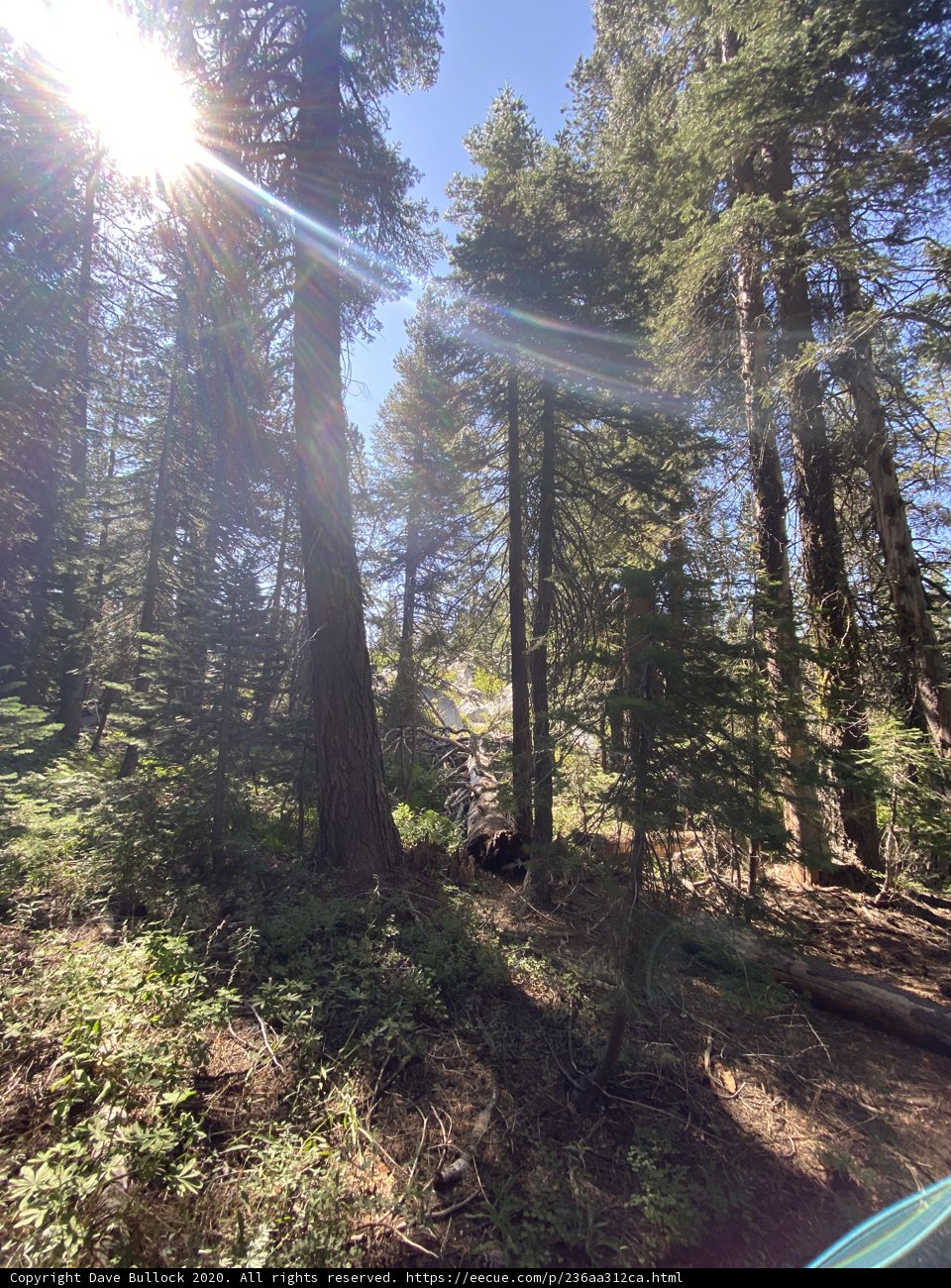 Sunbeams in the Sequoia Grove