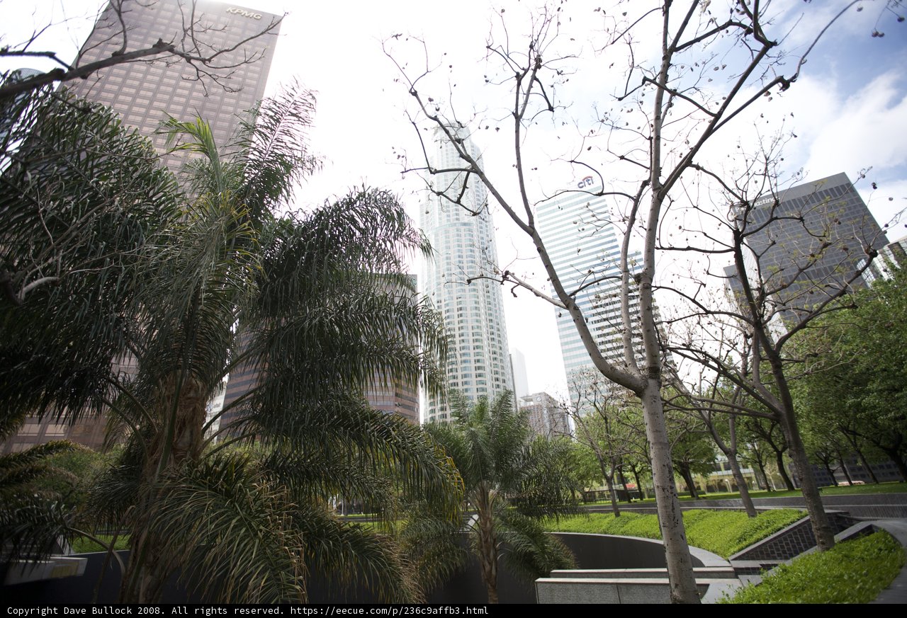 Bare Tree in the Urban Jungle