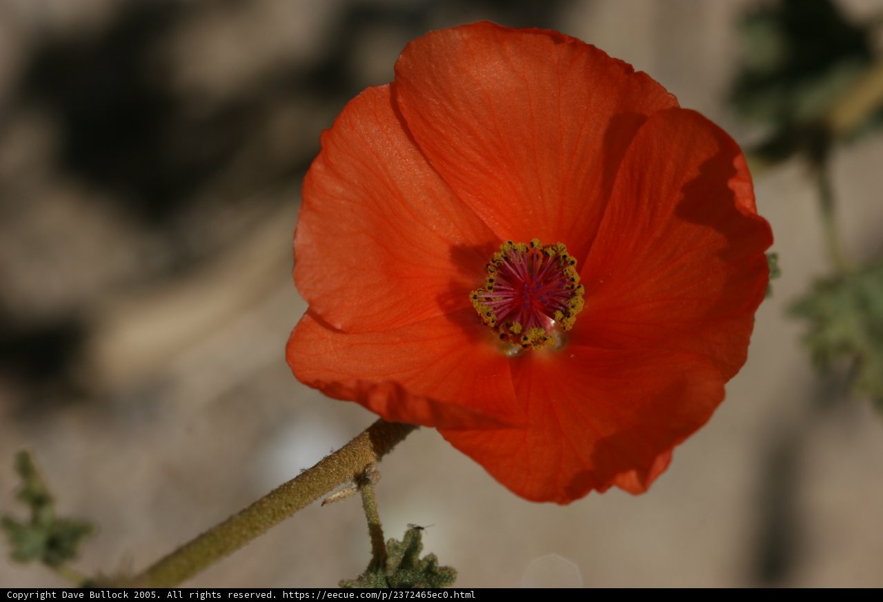 Lone Orange Flower