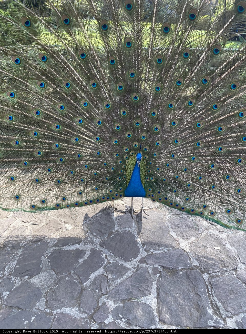 Majestic Peacock in Xochimilco