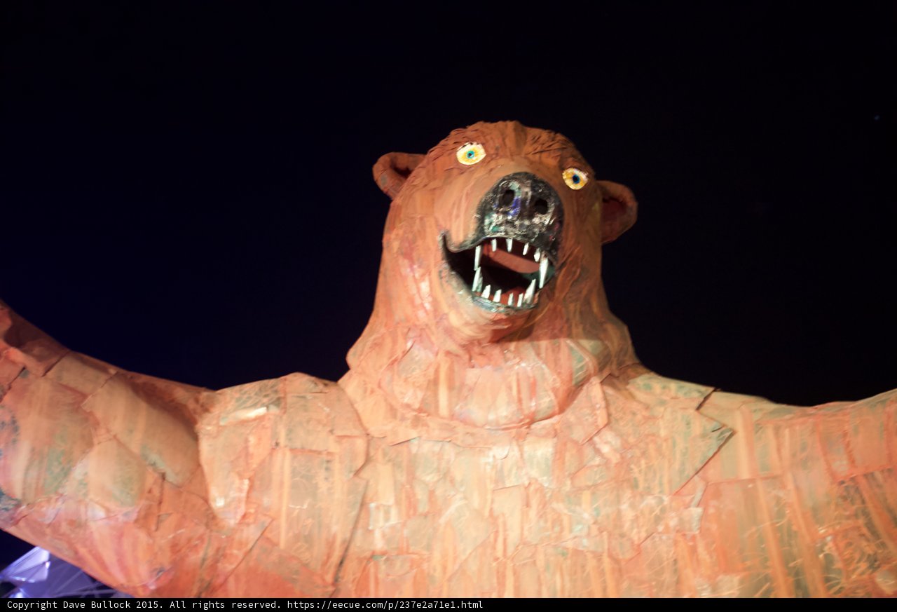 Bear Face Close-Up