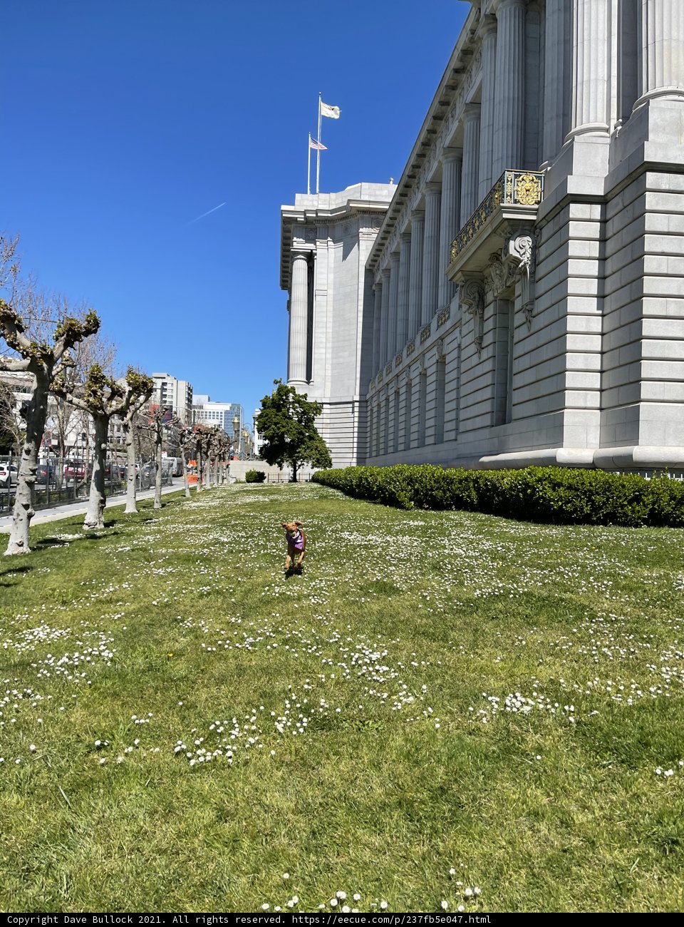 Pup's Sprint towards San Fran's Architectural Masterpiece