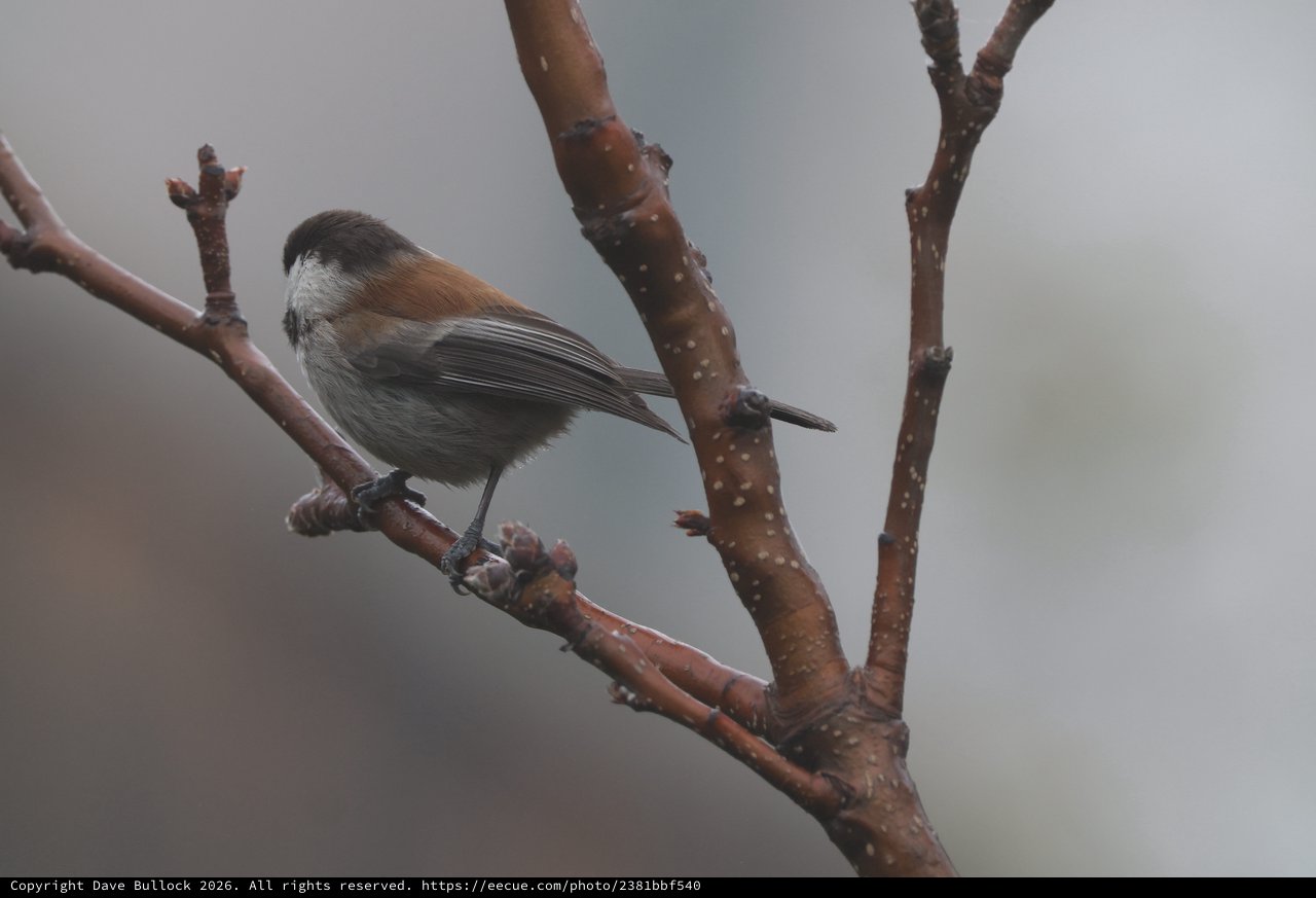 Boreal Chickadee Perched on Snowy Branch in Winter