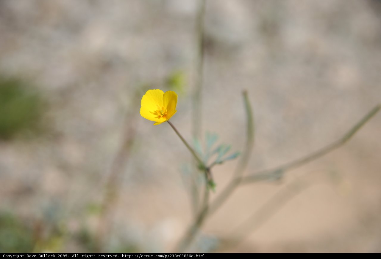 Solitary Blossom