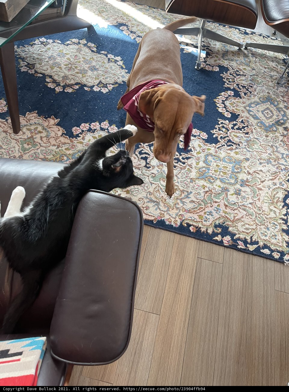 Playful Pals