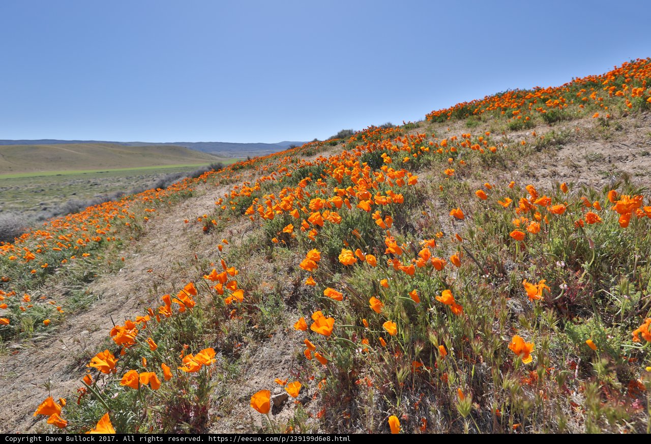 Hillside of Orange Poppies