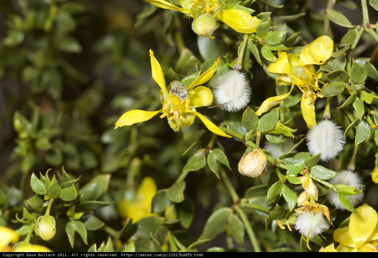 Busy Bee on Yellow Blossoms