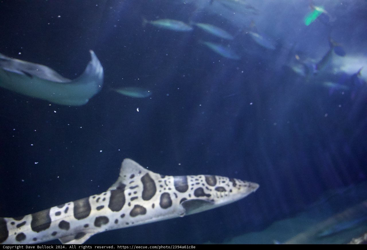 Encounter in the Depths: Shark's Passing