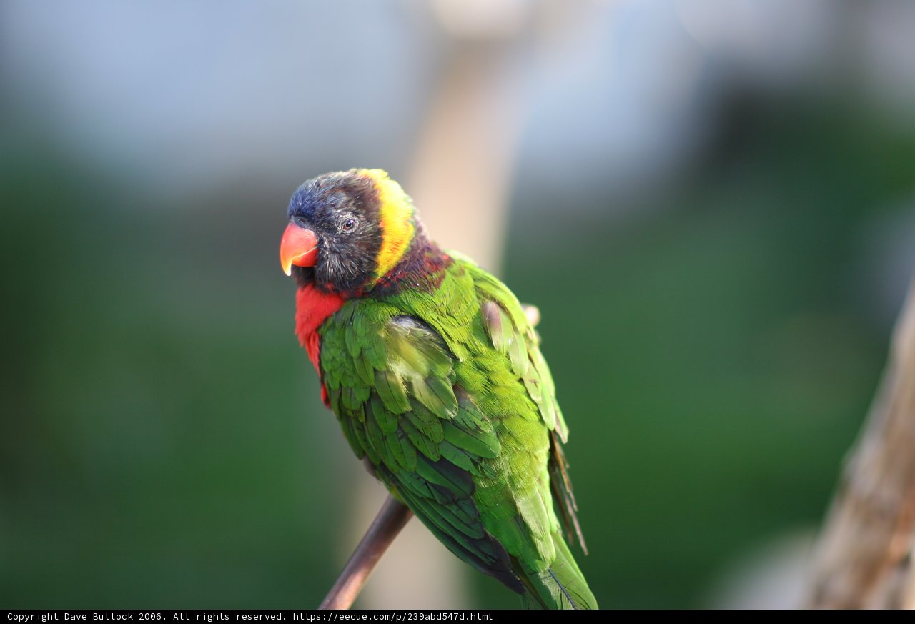 Colorful Parakeet on a Branch