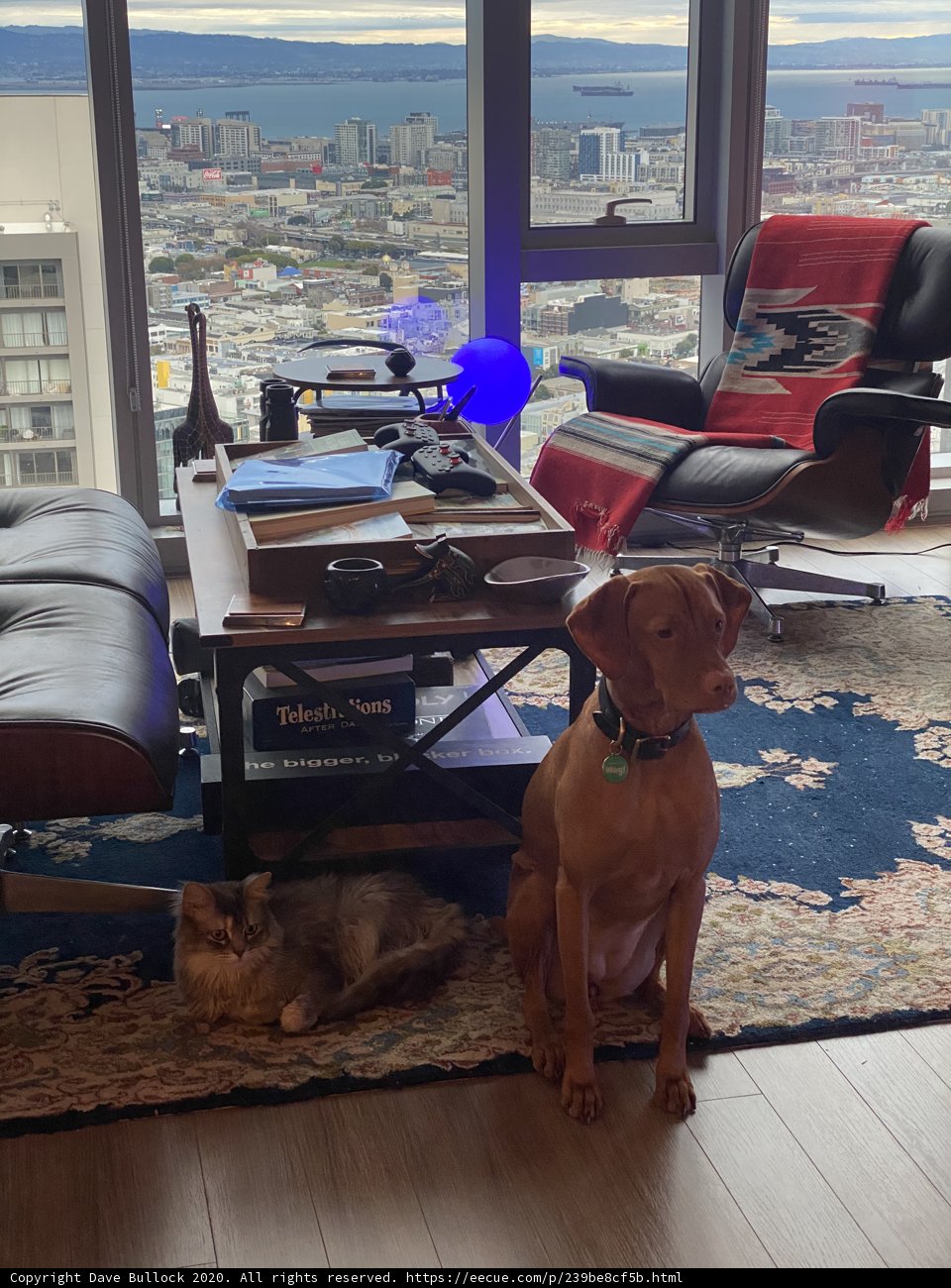 Furry Friends in a Cozy Living Room