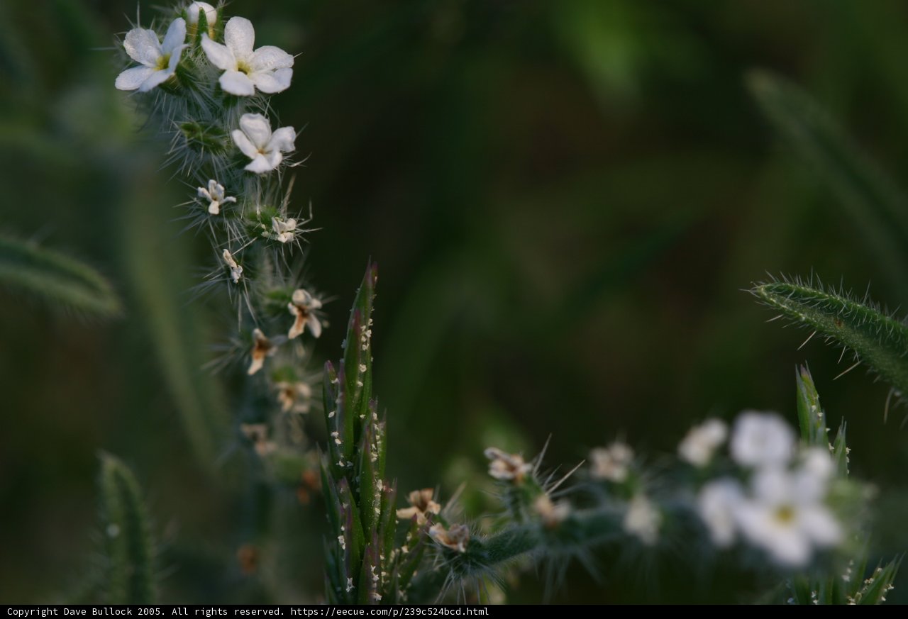 Beautiful Geranium Flowers in the Grass