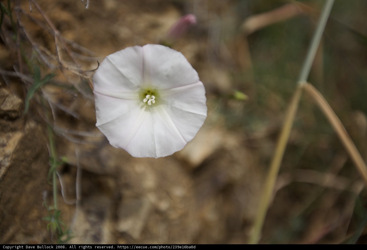 Solitary Beauty