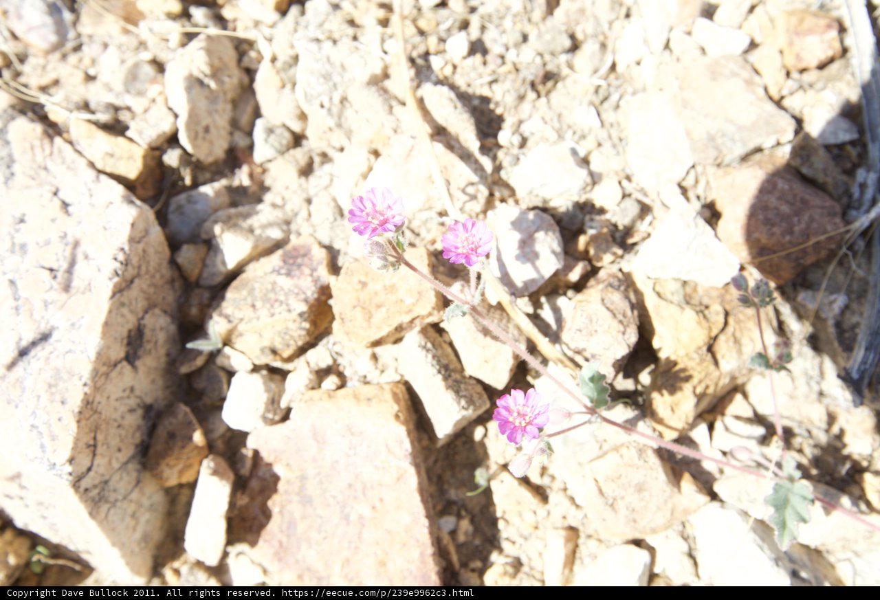 Pink Flower Blooming In The Rocks