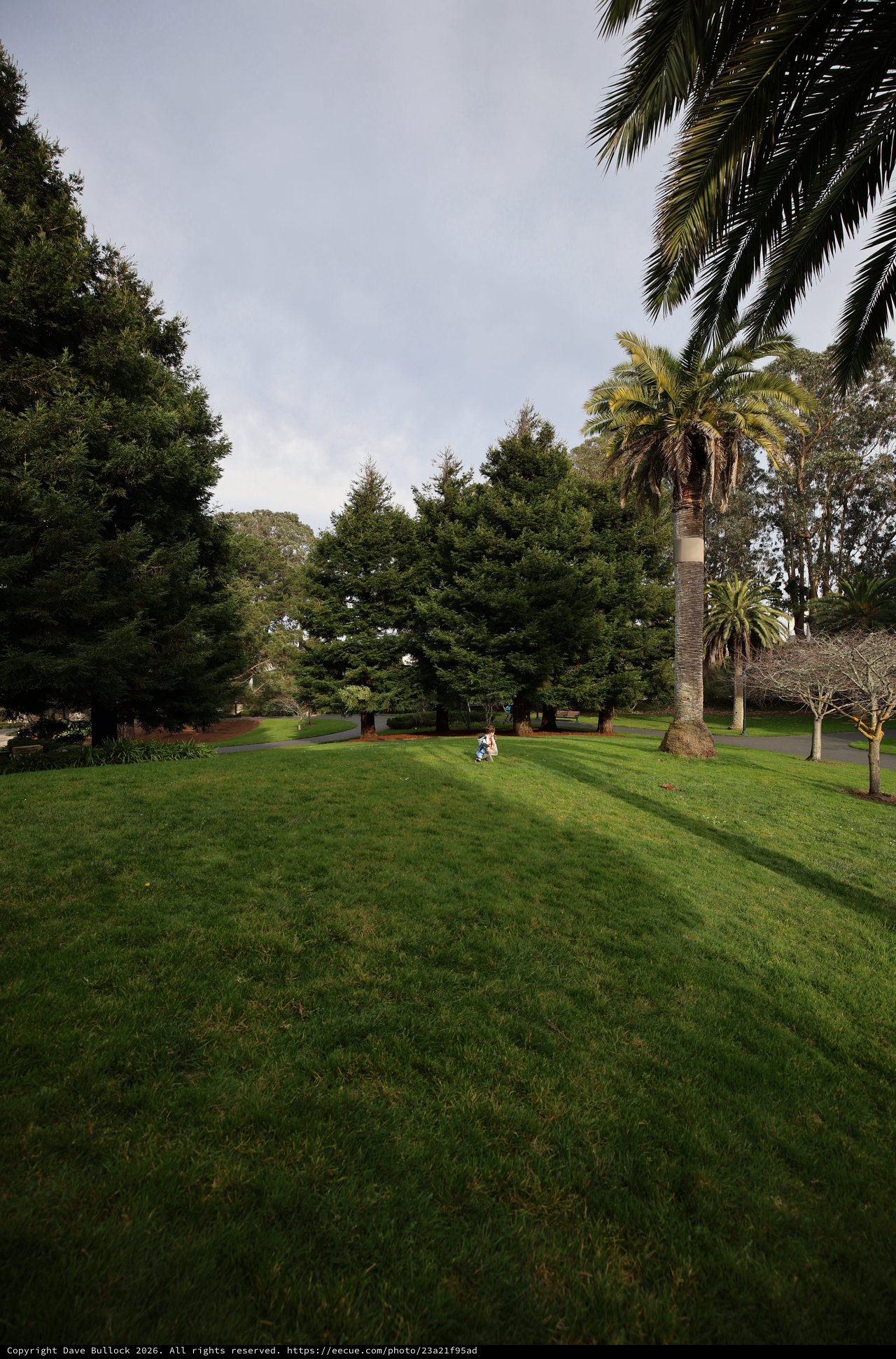 Solitary Figure in Expansive Park Landscape