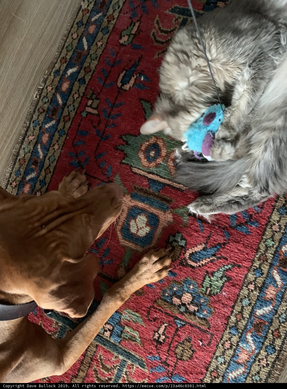 A Furry Playdate on the Rug