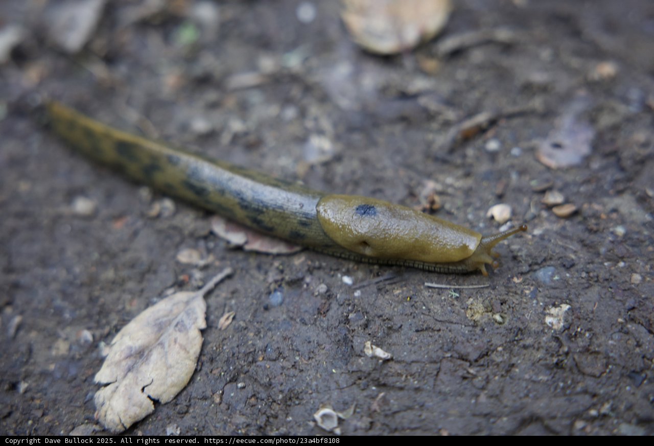 **Trail Trekker: The Slug's Journey**