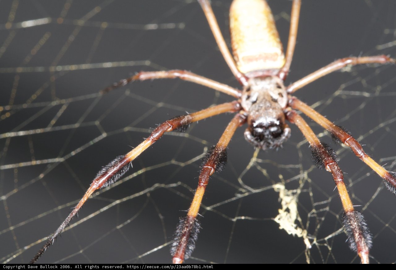 A Garden Spider with Long Legs and Body