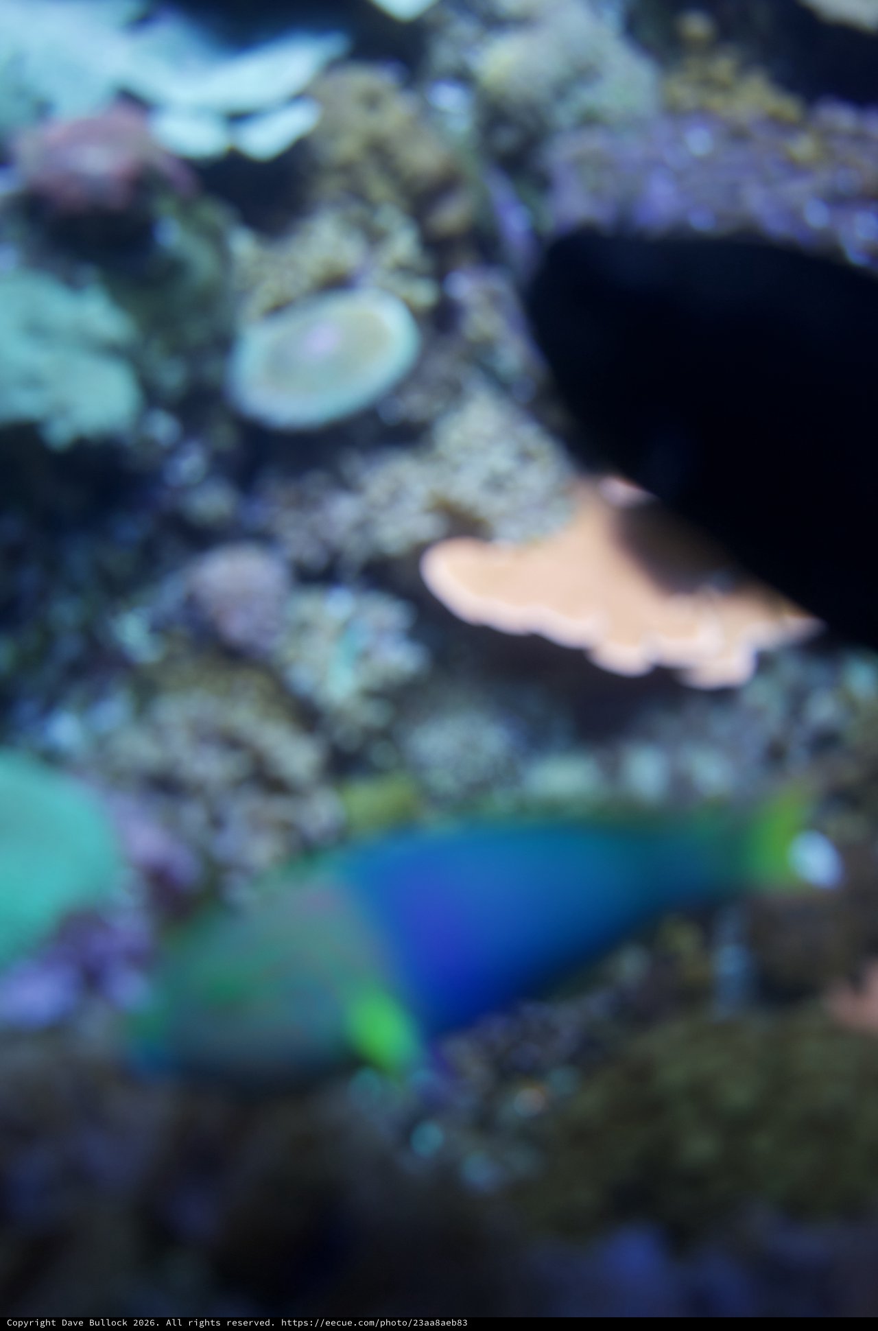Vibrant Parrot Fish in Coral Reef Aquarium