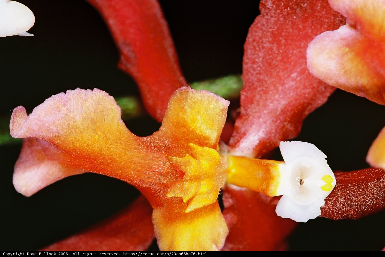 White Centered Flower