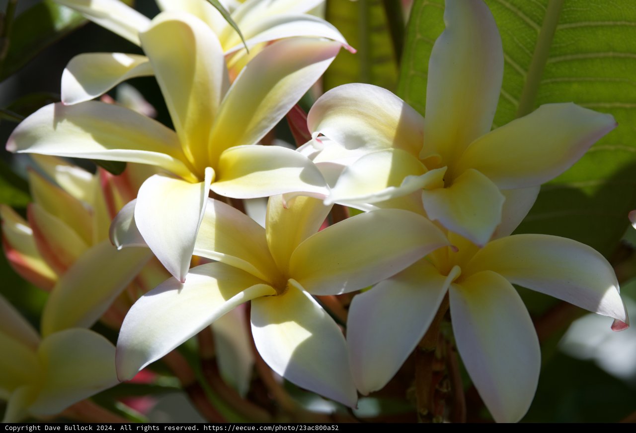 Tropical Radiance: Plumeria Blossoms in Sunlight