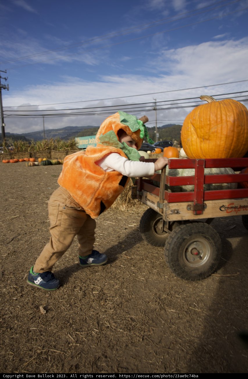 Harvest Hustle at Halfmoon Bay